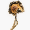 Buy Blue Meanies Magic Mushrooms online today from BestDMTShopOnline.com—your trusted source for high-potency, lab-tested Psilocybe Cubensis strains.