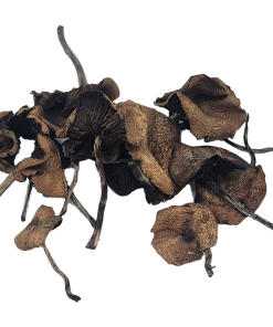 Pan Cyans Mushrooms (Panaeolus cyanescens) are among the most powerful naturally occurring psychedelic mushrooms.