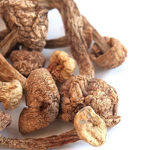 Brazilian Magic Mushrooms (Psilocybe Cubensis Brazilian) are a potent strain of psychedelic mushrooms originating from the tropical regions of Brazil.