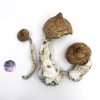 Buy Lizard King Mushrooms – Lizard King Psilocybe Cubensis