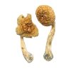 Premium Penis Envy Mushrooms. Highly prized by seasoned psychonauts, this legendary strain is known for delivering intense visuals, deep emotional clarity, and transformative spiritual insights.